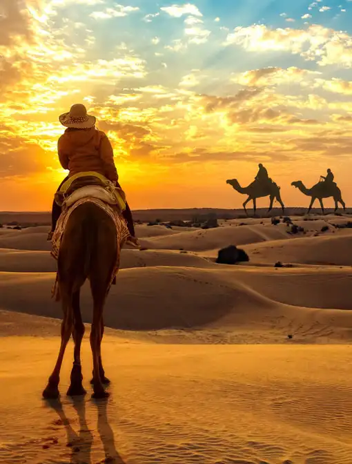Camel Safari